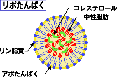 アポたんぱく