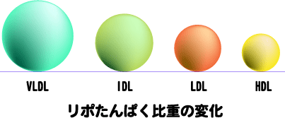 リポたんぱくの比重の変化